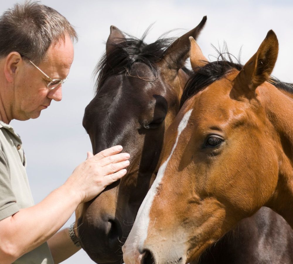 Horse receiving calming bodywork and equine massage support – promoting equine comfort, connection, and relaxation