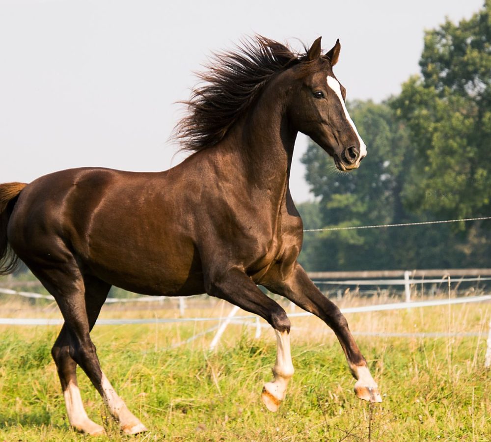Horse running freely in a field – symbolizing healing support and stress relief from mobile equine salt therapy for wellness and recovery in alberta